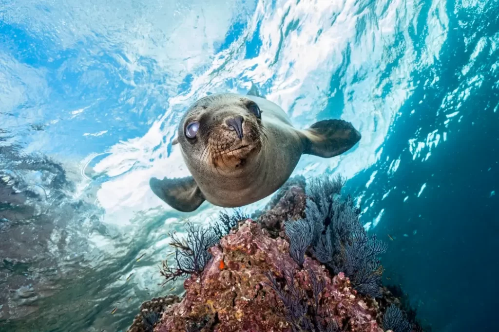 Buceo en la paz con lobos marinos