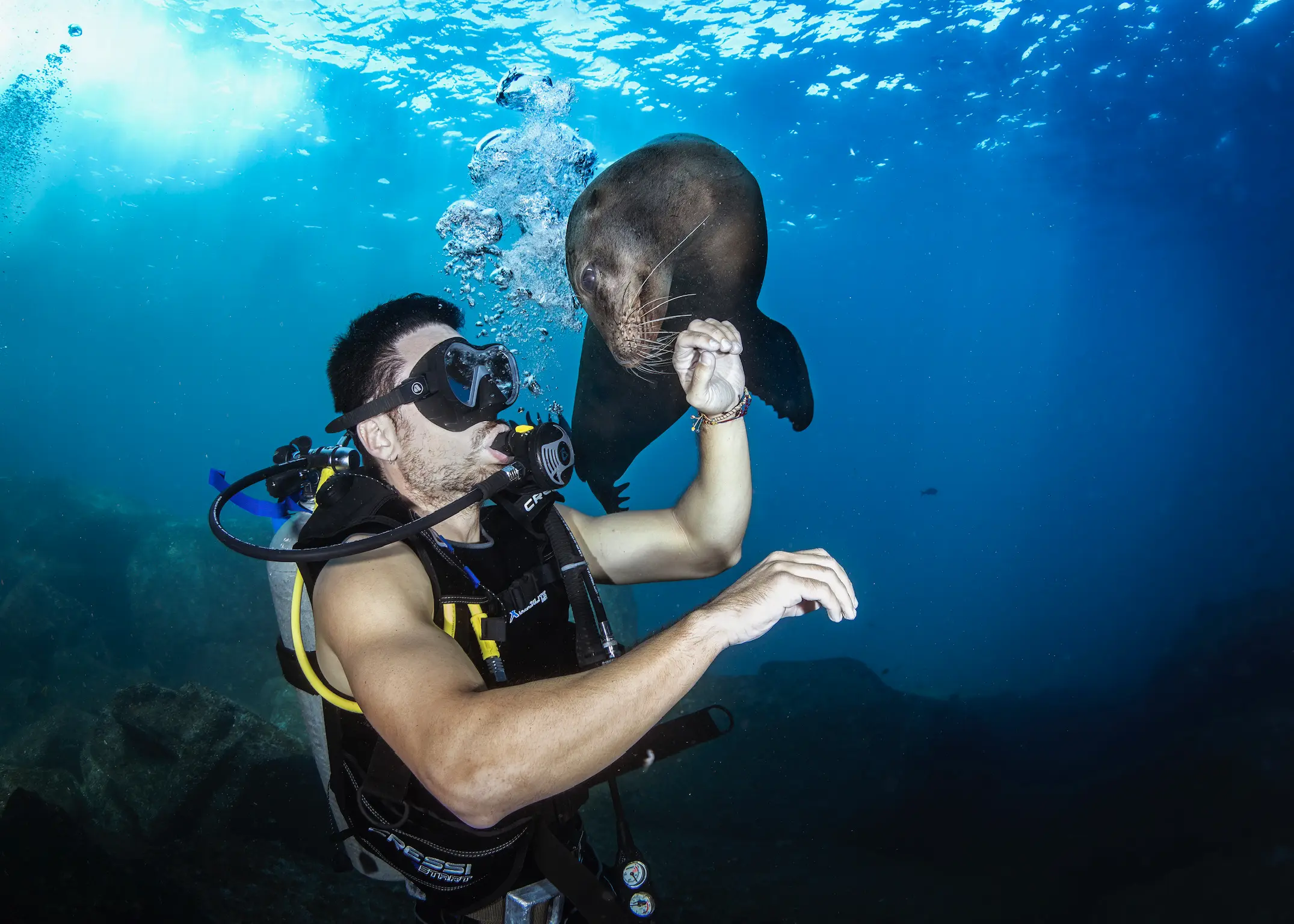 Are Sea Lions Dangerous?